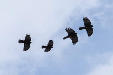 group of flying  Alpine chough or yellow-billed chough (Pyrrhocorax graculus), birds of the crow family against a blue white sky, copy space