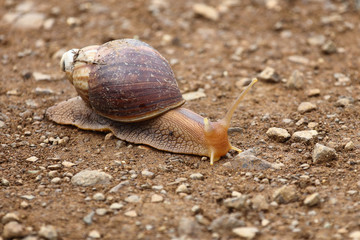 Achatschnecke / Achatina Snail / Achatina immaculata.