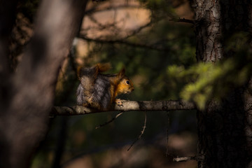 Cute squirrel. Dark nature background. 