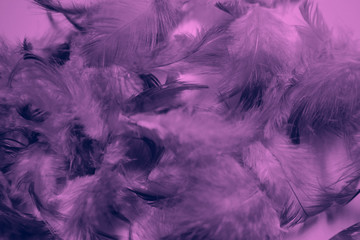 Beautiful colorful black and white feathers textures background and wallpaper art