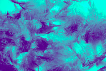 Fototapeta na wymiar Beautiful colorful black and white feathers textures background and wallpaper art