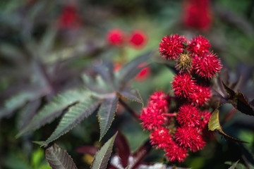 red castor bean flowers