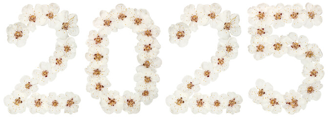 Inscription 2025, from natural white flowers of apricot tree, isolated on white background