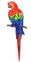 Beautiful red, blue, green Scarlet Macaw, Ara parrot on branch, colorful exotic bird, isolated, hand drawn watercolor illustration on white background © lnsdes