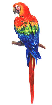Beautiful red, blue, green Scarlet Macaw, Ara parrot on branch, colorful exotic bird, isolated, hand drawn watercolor illustration on white background