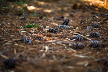 pine cones on the ground