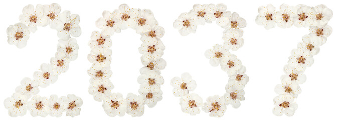 Inscription 2037, from natural white flowers of apricot tree, isolated on white background