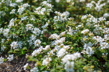 white flowers with moth