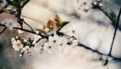 Branch with flowers of a cherry tree