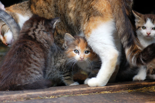 Tabby mother cat with kittens