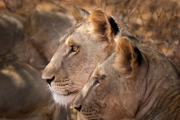 African lioness. Close-up profile of head.