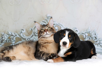 cat and dog
