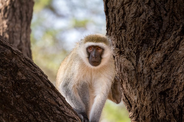 Vervet monkey framed by two tree trunks. Facing camera. Close-up