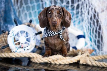 Dachshund puppy sailor and sea decorations