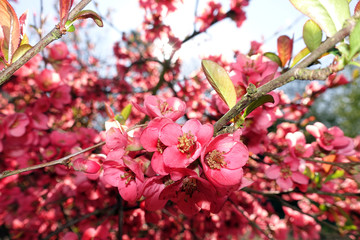 rote Blüten der Zierquitte (Chaenomeles spec.)