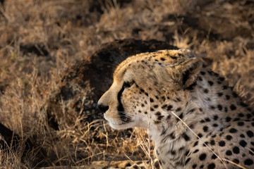 Fototapeta na wymiar African Cheetah profile. Close-up of head. Portrait.