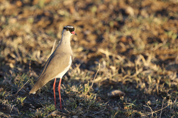 Kronenkiebitz / Crowned Plover or Crowned Lapwing / Vanellus coronatus