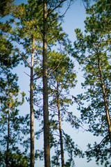 trees and blue sky