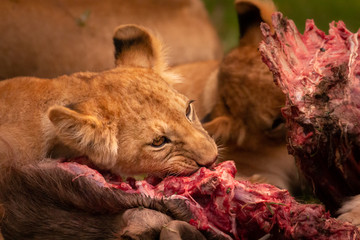 Lion cubs feeding on wildebeest. Close-up. Single cub primary focus 