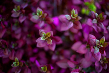 Obraz premium purple leaves