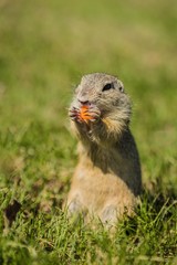 Naklejka na ściany i meble Small european brown ground squirrel standing in green grass holding and consuming a piece of orange carrot, sunny spring day at a prairie, blurry background, vertical image