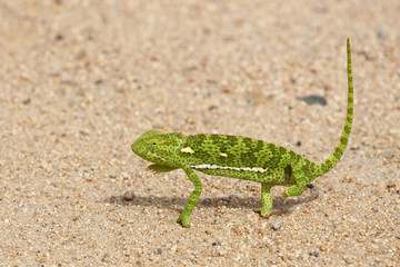 Lappenchamäleon / Flap-necked chameleon / Chamaeleo dilepis.