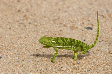 Lappenchamäleon / Flap-necked chameleon / Chamaeleo dilepis.