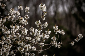 Fototapeta na wymiar Kirschblüten im Frühjahr