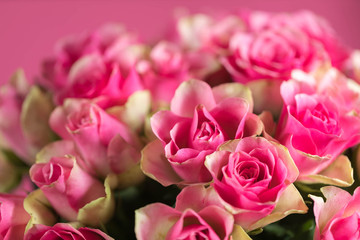 Big bouquet from red roses on a pink background