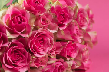 Big bouquet from red roses on a pink background