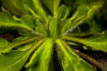 Fototapeta premium Macro Photos of Early Spring Time, Nature is waking up to Life Flowers and Plants.