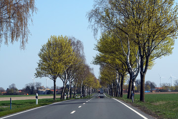 Fototapeta premium Landstrasse - Allee mit Birken und Linden