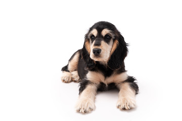 Adorable 3 month old cocker spaniel puppy isolated on white background