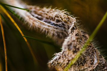 Macro Photos of Early  Spring Time, Nature is waking up to Life  Flowers and Plants.