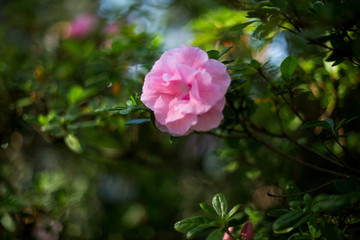 pink rose in the garden