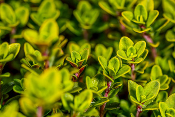 Macro Photos of Early  Spring Time, Nature is waking up to Life  Flowers and Plants.