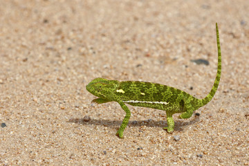 Lappenchamäleon / Flap-necked chameleon / Chamaeleo dilepis.