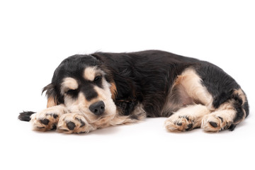 Adorable 10 week old Cocker Spaniel puppy photo shoot isolated on white