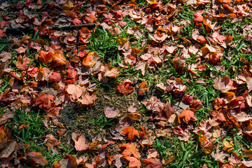 autumn leaves on grass