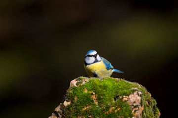 Cute colorful bird. Dark nature background. Bird: Common blue tit.