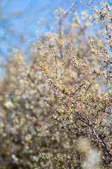 Blackthorn. Blooming and crumbling blackthorn in springtime. Spring bushes with soft focus and blurry. Blue sky. Nature wallpaper blurry background. Soft focus.