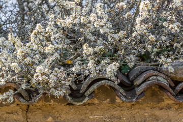 Branches of a blooming blackthorn on an old tiled roof. Flowering blackthorn in the spring. Nature wallpaper blurry background. Soft focus.