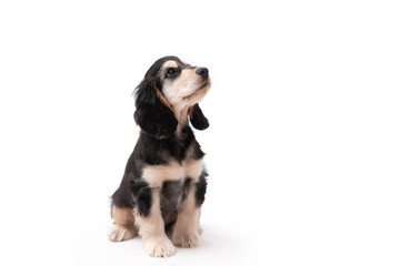 Adorable 10 week old Cocker Spaniel puppy photo shoot isolated on white