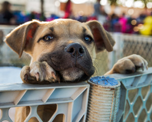 puppy looking over gate