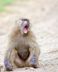 The baboon sits in the sand and yawns in all its mouth.