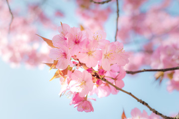 Soft pink cherry blossom