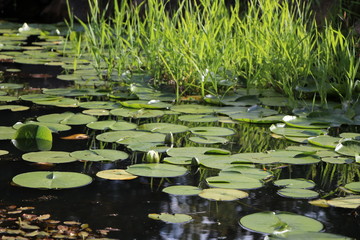 lily pads
