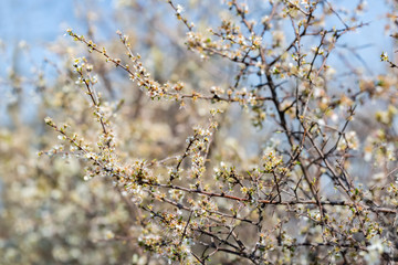 Blackthorn. Blooming and crumbling blackthorn in springtime. Spring bushes with soft focus and...