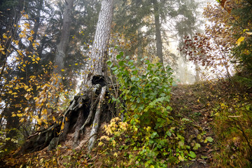 Pine roots. Autumn foggy forest. Trunks and trees. Morning nature in a fog