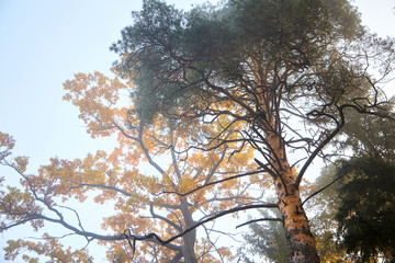 Pine and oak trees. Autumn foggy forest. Trunks and tree crowns. Morning nature in a fog. Branches...
